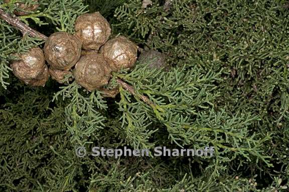 cupressus sempervirens 2 graphic